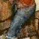 jeans.jpg (2081 bytes)