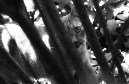 Arvo_%20(51)
