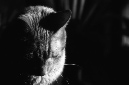 _DSC3191%20(1)