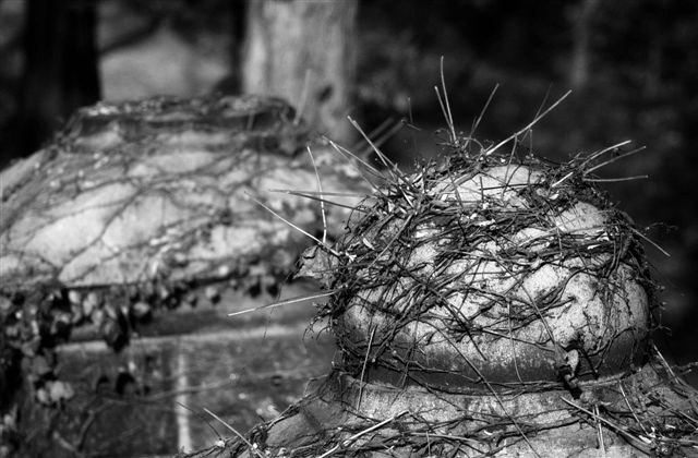 DSC_1305