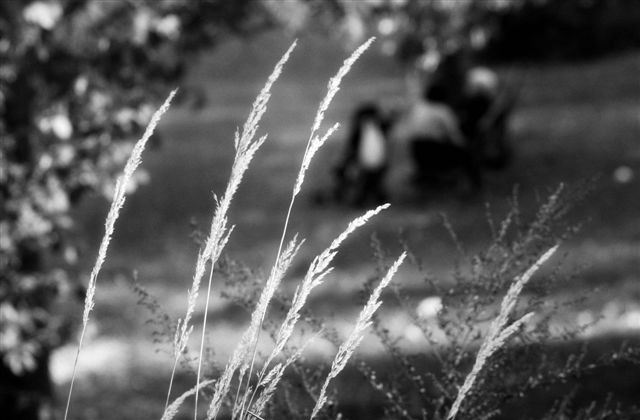 DSC_1374