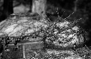DSC_1305
