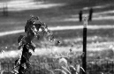 DSC_1369