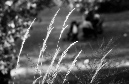 DSC_1374