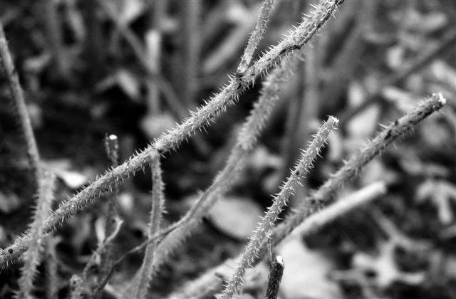 DSC_5092