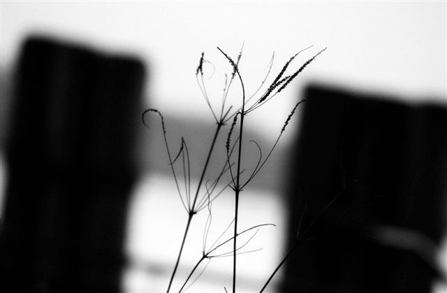 DSC_5186