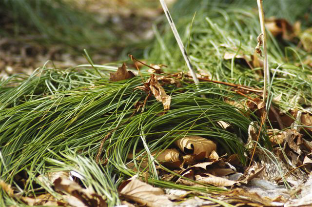 _DSC0041%20(1)