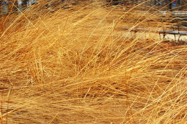 _DSC0045%20(1)