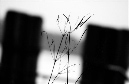 DSC_5186