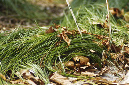 _DSC0041%20(1)