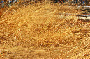 _DSC0045%20(1)