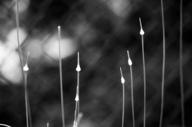 _DSC2678%20(1)