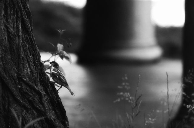 _DSC2742%20(1)