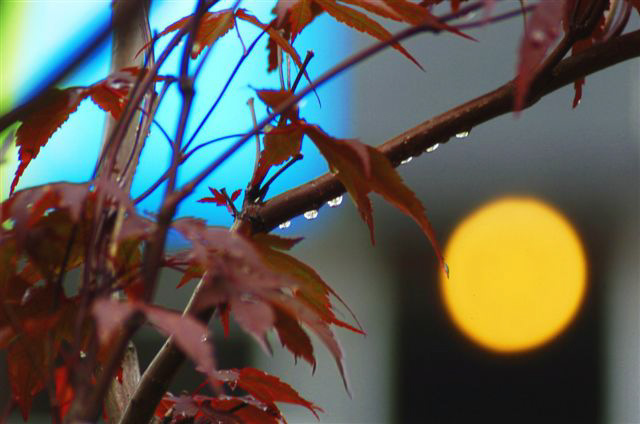 _DSC3065%20(1)