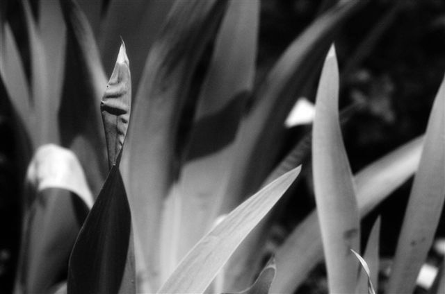 _DSC3081%20(1)