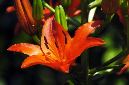_DSC2665%20(1)