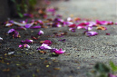 _DSC2674%20(1)