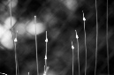 _DSC2678%20(1)