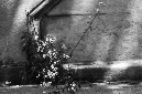 _DSC2686%20(1)