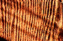 _DSC2893%20(1)