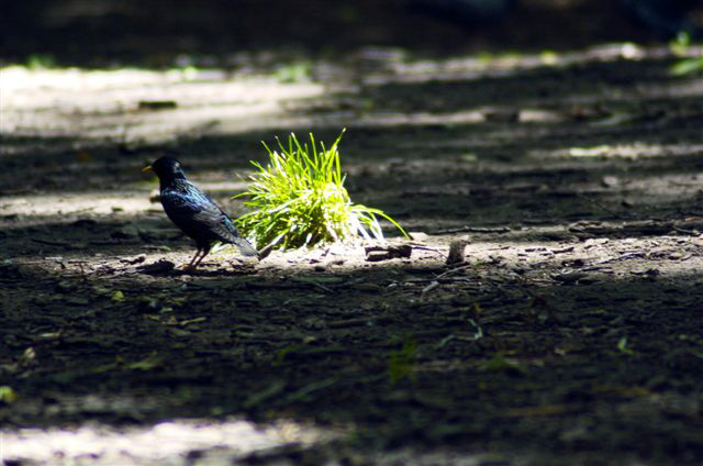 _DSC2795%20(1)