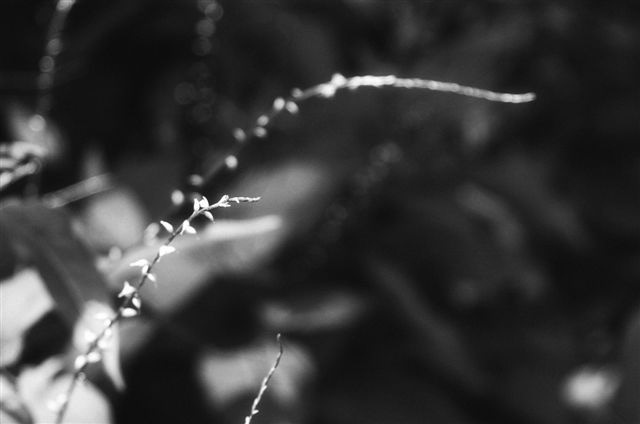 _DSC5611%20(1)