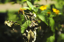 _DSC5602%20(1)