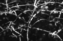 _DSC5663%20(1)