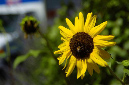_DSC5725%20(1)