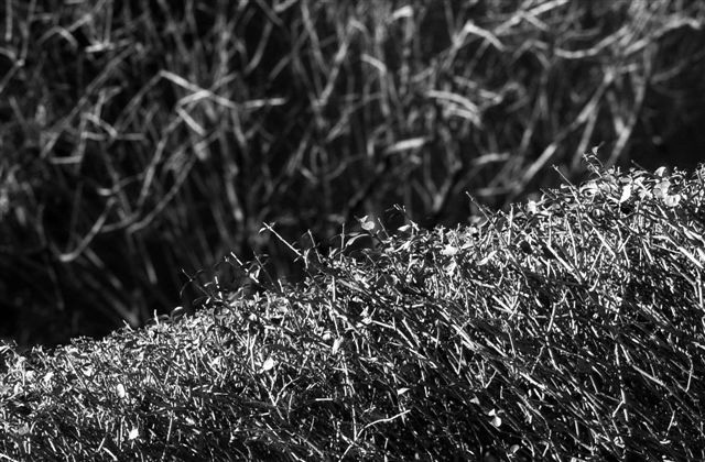 DSC_7911
