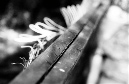 DSC_6190