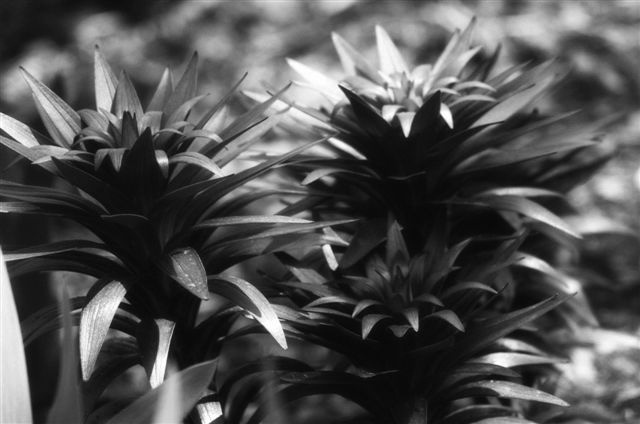 _DSC1104%20(1)