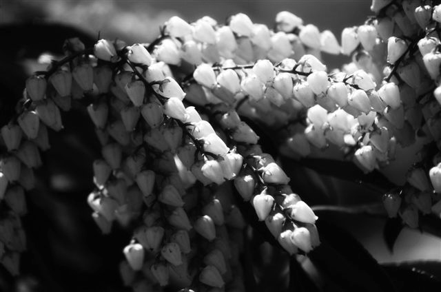 _DSC1115%20(1)
