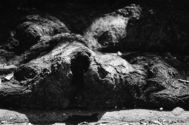 _DSC1131%20(1)