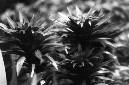 _DSC1104%20(1)