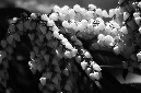 _DSC1115%20(1)