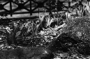 _DSC1119%20(1)