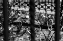 _DSC1143%20(1)