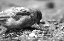 DSC_5529