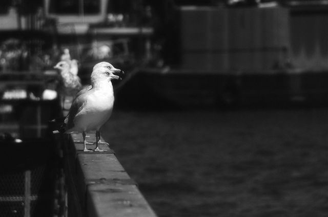 _DSC7265