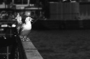 _DSC7265