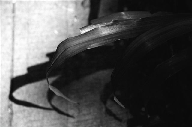 _DSC5740%20(1)