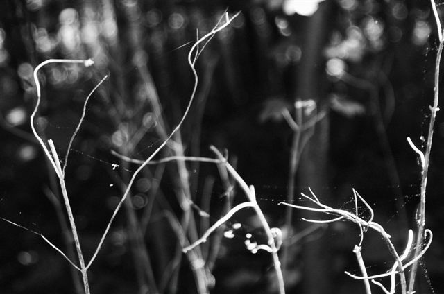 _DSC5804%20(1)