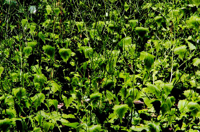 _DSC5806%20(1)