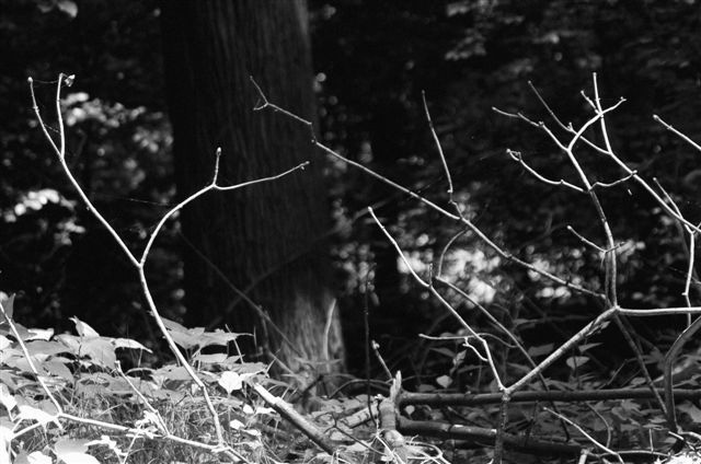 _DSC5821%20(1)