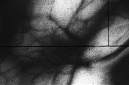 _DSC5524%20(1)