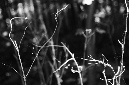 _DSC5804%20(1)
