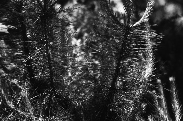 _DSC2591%20(1)