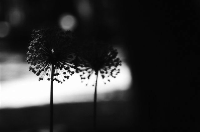 _DSC2611%20(1)