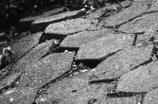 _DSC2627%20(1)